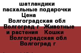 ''шатландики'' пасхальные подарочки › Цена ­ 2 000 - Волгоградская обл., Волгоград г. Животные и растения » Кошки   . Волгоградская обл.,Волгоград г.